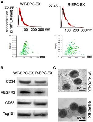 Compromised endothelial progenitor cell exosomal communication with endothelial cells in hypertension ischemia conditions